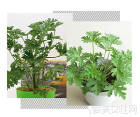 驱蚊绿植排名第一名 十大驱蚊最好的绿植