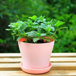 驱蚊植物排行榜前十名 十大驱蚊最好的绿植