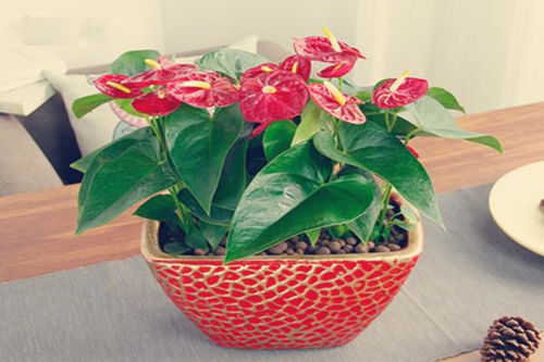 鸡蛋花有毒吗对人体有害吗 红掌有毒吗,对身体有害吗