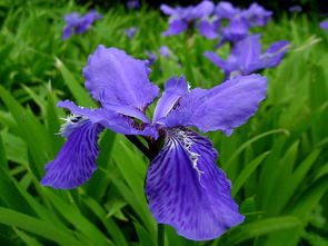 鸢尾花的花语绝望的爱 花语比较虐心的花