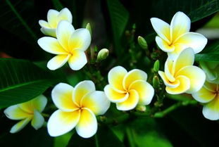 鸡蛋花花语象征与寓意 鸡蛋花为什么叫男人花