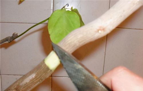高压繁殖的优缺点 高压繁殖多久浇一次水