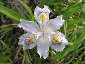 鸢尾花风水禁忌 鸢尾花是死人花吗