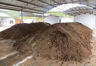 鸡粪可以撒在土壤表面吗 鸡粪在太阳下暴晒算发酵吗