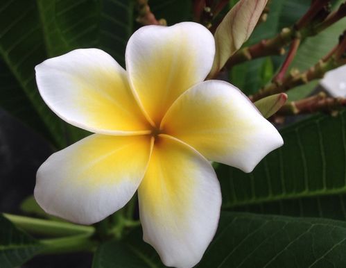 黄莺花的花语和寓意 黄莺象征意义