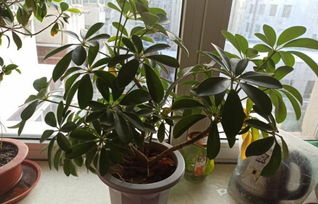 鸭脚木的修剪与造型 鸭掌木一根独杆怎么修