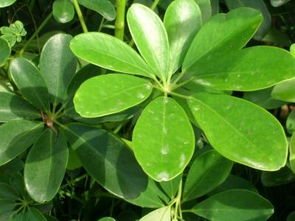 鹅掌柴的风水禁忌 鹅掌柴什么人不能养