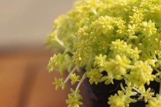 黄金万年草图片 黄金万年草风水寓意