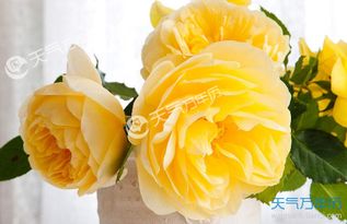 黄玫瑰花语寓意 男人送女人黄玫瑰的花语