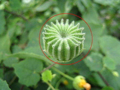 麻这种植物长什么样 茼麻能治什么病