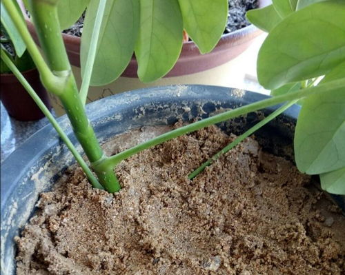 鹅掌木5种扦插方法 鸭掌木直接插土里能活吗