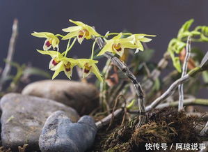 黄金种子怎么种植 黄金药材怎么种植技术