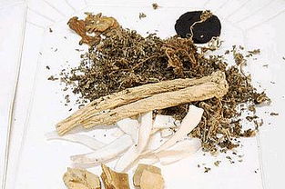 龙爪菊的图片 龙爪治痔疮偏方