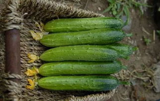 黄瓜种子泡水几个小时种最好 黄瓜种子催芽泡24小时会死吗