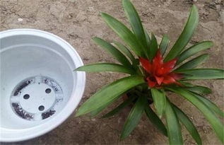 鸿运当头的扦插方法 家里千万不能养鸿运当头