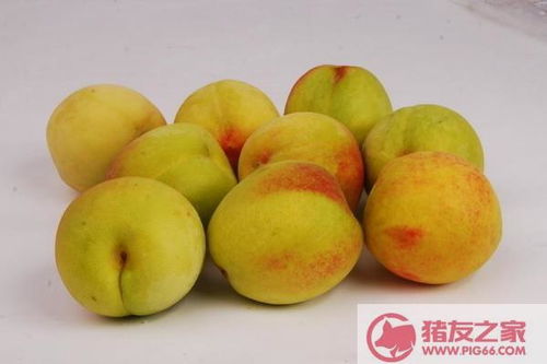 黄桃成熟的季节是几月 黄桃9月份还有吗