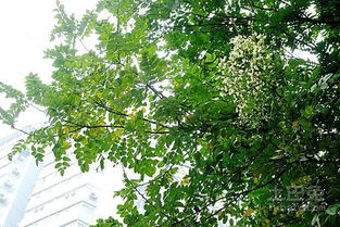 黑骨茶摆放风水禁忌 黑骨茶是凶树还是吉树