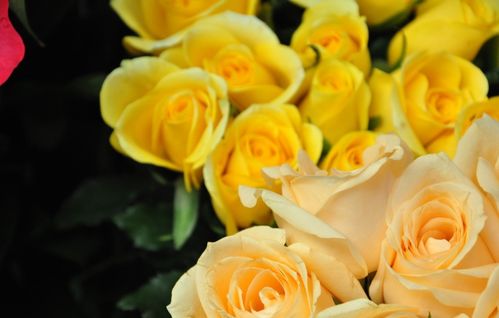 黄玫瑰一般送什么人 黄玫瑰不能随便送人