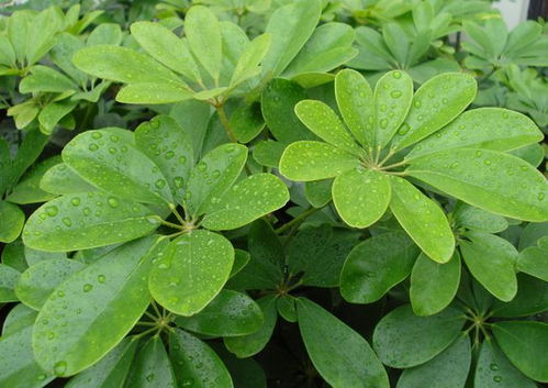 鸭掌木扦插步骤图解 鸭掌木用水能泡出根来吗