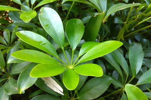 鸭掌木的修剪方法图解 鸭脚木修剪方法