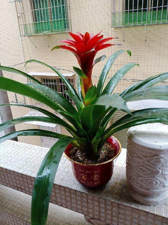 鸿运当头长侧芽了啥时掰下来 鸿运当头夏天可以分株吗