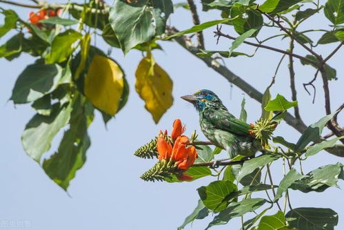 黄叶变绿最快方法 白醋治黄叶的最佳方法