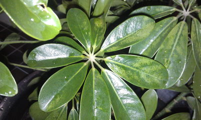 鸭脚木放哪里旺财 鸭掌木一般几株一盆旺财