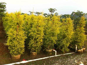 黄金香柳的风水作用 黄金香柳的寓意和象征