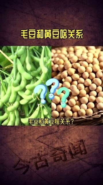 黄豆和毛豆是一样的吗 毛豆与黄豆的区别