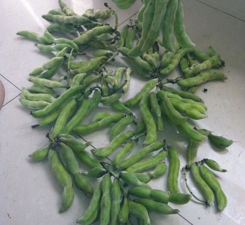龙爪菊的正确吃法 龙爪直接吃会不会有毒