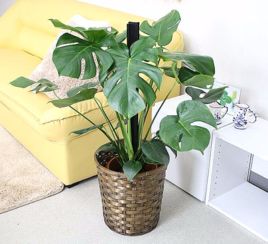 龟背竹养几棵风水好 风水大师说龟背竹摆家里好不