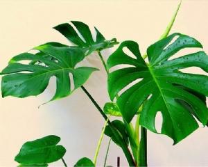 龟背竹的修剪方法图解 龟背竹长高了都歪了咋办