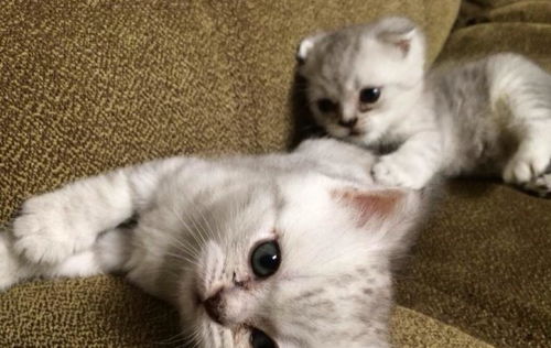 什么花对猫咪无害还好看 养猫能买什么鲜花