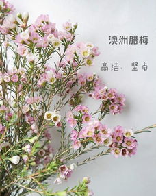什么花的花语是遗憾 花语比较虐心的花