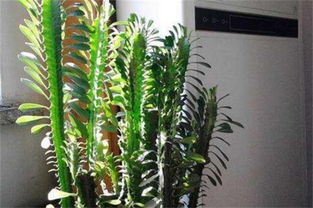 龙骨多少年开一次花 为啥家里不能养龙骨花