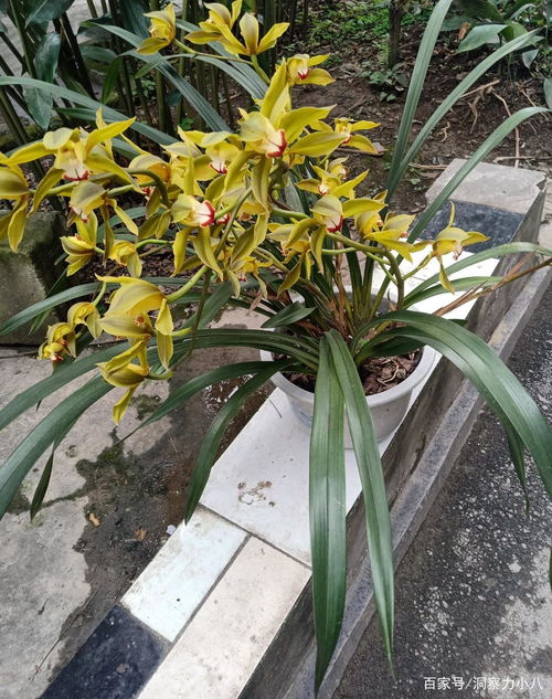 龙骨花放哪里最旺财 什么人不适合养龙骨花