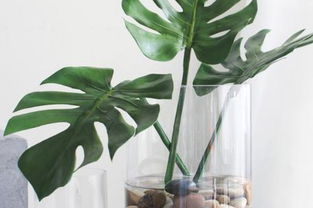 龟背竹可以一直水培吗 家里千万不能养龟背竹