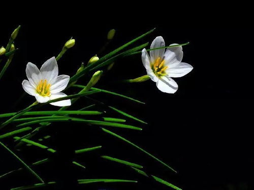 什么花象征着初恋 花语是初恋的花