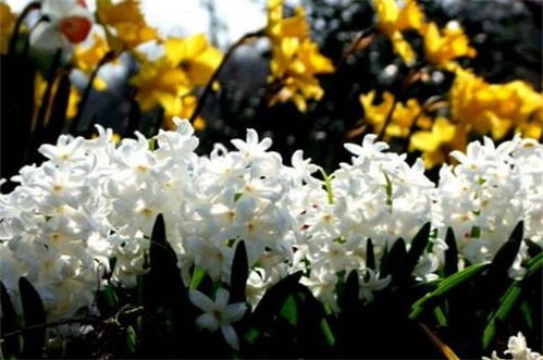 龙柳的花语和寓意 龙柳禁忌寓意