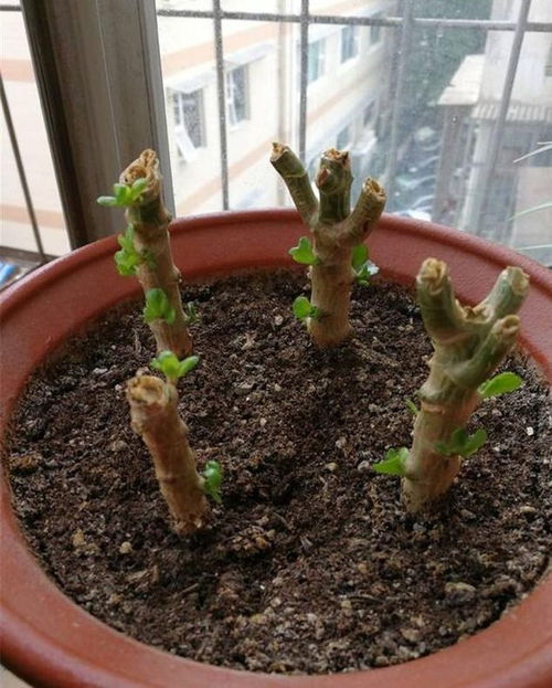 龙须树几月份剪掉头 龙须兰怎样剪头教程