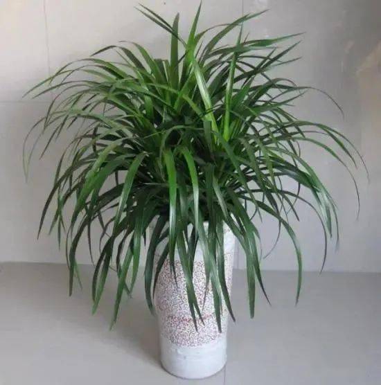 龙血树7月份换盆可以吗 龙血树8月份可以截断