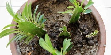 龙骨花扦插方法和时间 龙骨扦插步骤图解