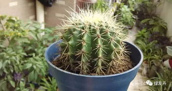 仙人掌移栽之后立马浇水 仙人掌掰下来直接种行吗