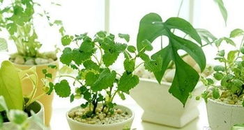 仙人掌比喻男人的寓意 仙人掌放家里风水禁忌