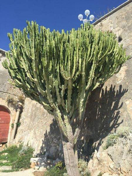 仙人掌的外貌描写 描写仙人掌的优美段落