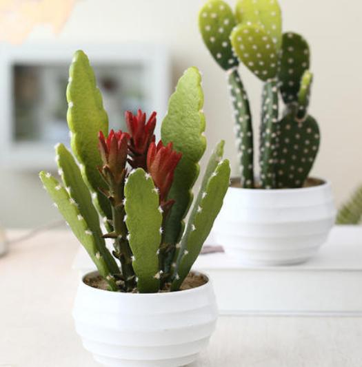 仙人掌开花可带来什么好运 仙人掌开花预兆发财