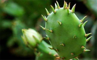 仙人掌拦腰截断还会长吗 仙人掌从中间切断能栽活吗