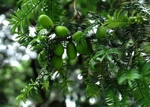 今年香榧价格多少一斤 香榧一天最多吃几粒