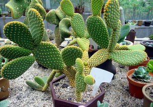 仙人球的果实能吃吗 仙人球果实图片