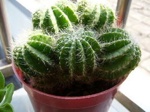 仙人球暗示什么 家里养仙人球破财吗